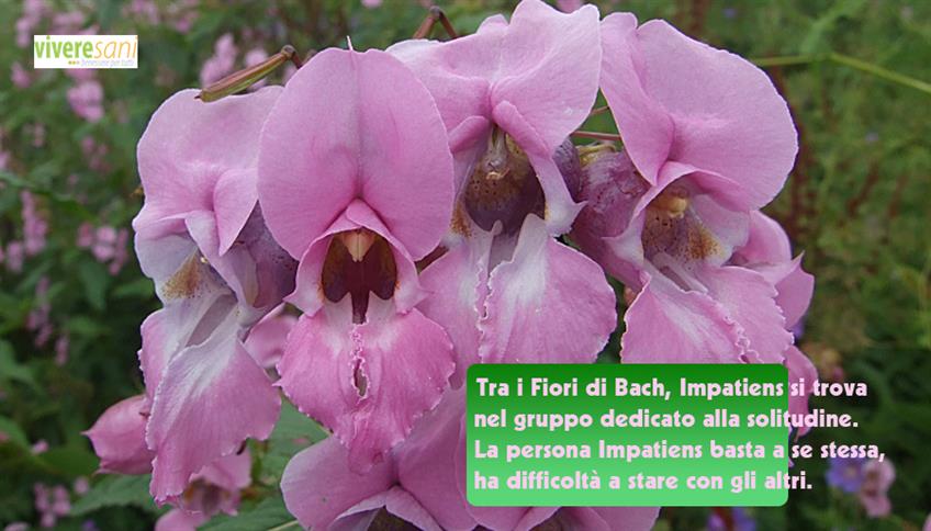 Faccio da solo! Dice Impatiens dei Fiori di Bach Faccio da solo! Dice Impatiens dei Fiori di Bach
